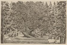 The Inhabited Tree, probably 1653. Creator: Stefano della Bella