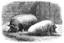 The International Cattle Show at Poissy, 1862. Creator: T. H. W.