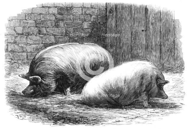 The International Cattle Show at Poissy, 1862. Creator: T. H. W..