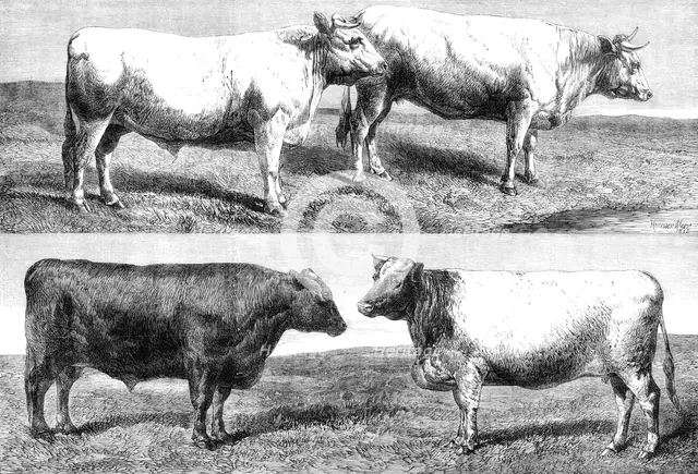 The International Cattle Show at Poissy, 1862. Creator: Harrison Weir.