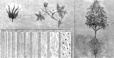 The International Exhibition - cotton manufacture: cotton in its different stages, 1862. Creator: Unknown