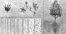 The International Exhibition - cotton manufacture: cotton in its different stages, 1862. Creator: Unknown