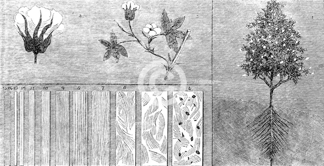 The International Exhibition - cotton manufacture: cotton in its different stages, 1862.  Creator: Unknown.