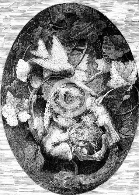 The International Exhibition: "Linnets Defending their Nest against a Dormouse"..., 1862. Creator: Unknown.