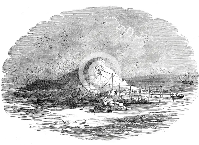 The Island of Ichaboe, 1844. Creator: Unknown.
