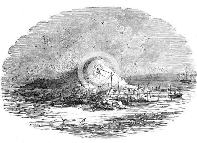 The Island of Ichaboe, 1844. Creator: Unknown.