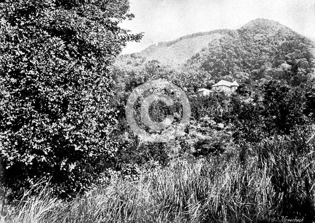 The Island of Montserrat (West Indies) - Manager's House, 1895. Creator: Unknown.