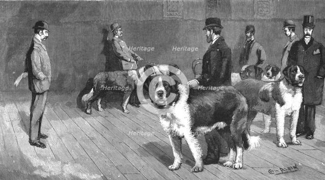 ''The Judging at the St.Bernard Club Show, held at Olympia', 1890. Creator: Unknown.