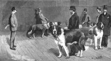 'The Judging at the St.Bernard Club Show, held at Olympia 1890. Creator: Unknown