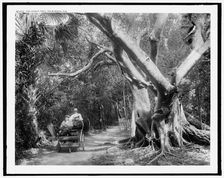 The Jungle trail, Palm Beach, Fla., c.between 1910 and 1920. Creator: Unknown