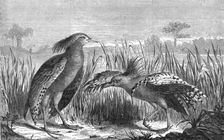 The Kagou (Rhinochaetus jubatus); Some Account of New Caledonia 1875. Creator: Unknown