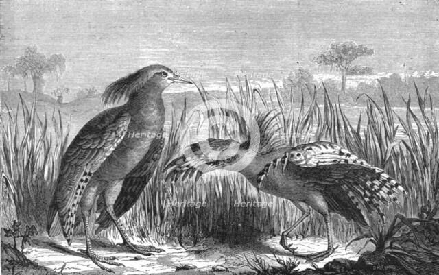 'The Kagou (Rhinochaetus jubatus); Some Account of New Caledonia', 1875. Creator: Unknown.