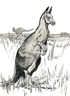 The Kangaroo 1912. Artist: Charles Robinson