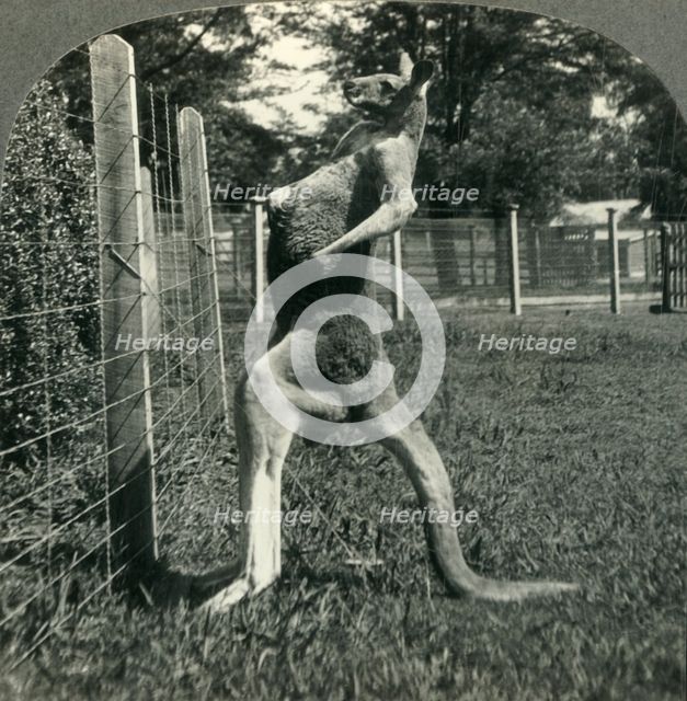 'The Kangaroo, Native Only to Australia, Melbourne, Victoria', c1930s. Creator: Unknown.