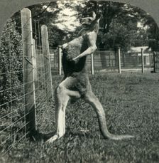 The Kangaroo, Native Only to Australia, Melbourne, Victoria c1930s. Creator: Unknown
