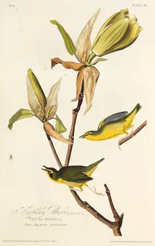 The Kentucky warbler. From "The Birds of America", 1827-1838. Creator: Audubon, John James (1785-1851)