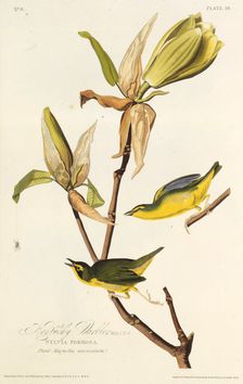 The Kentucky warbler. From "The Birds of America", 1827-1838. Creator: Audubon, John James (1785-1851)