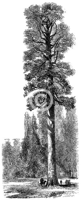 The 'Keystone State', Californian Redwood 325 feet high in Yosemite National Park, c1875. Artist: Unknown