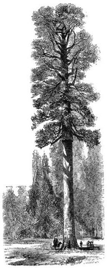 The Keystone State Californian Redwood 325 feet high in Yosemite National Park, c1875