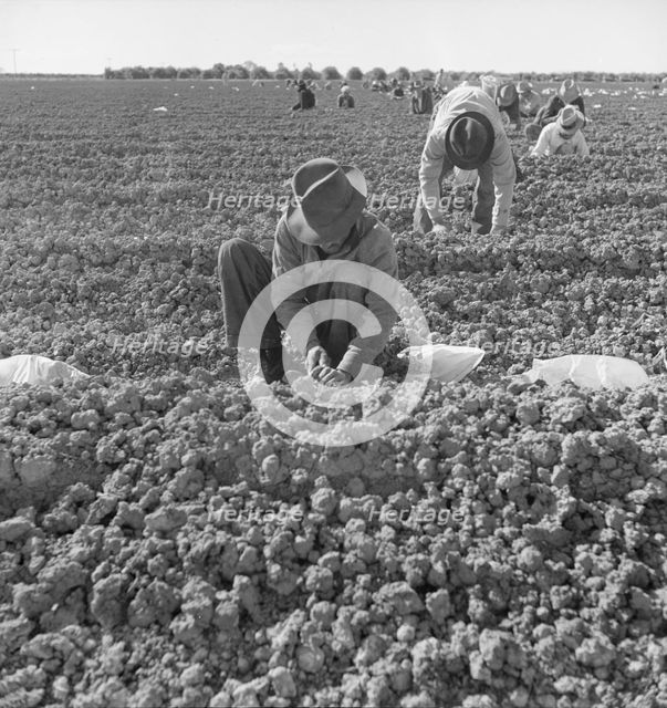 The kind of work drought refugees and Mexicans do in the Imperial Valley, California, 1937. Creator: Dorothea Lange.
