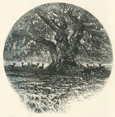 The "King of the Border". c1870