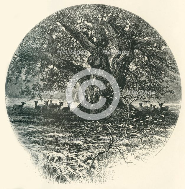 'The "King of the Border".', c1870.
