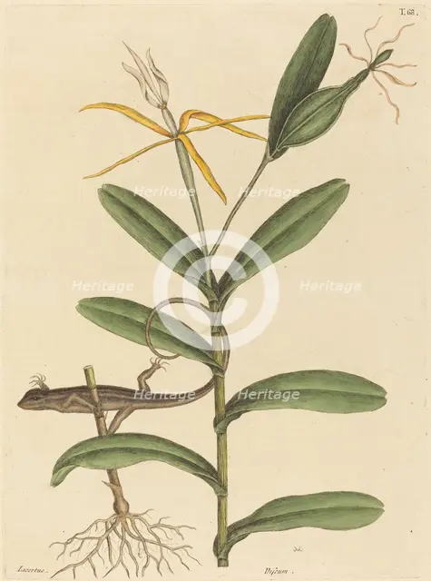 The Lyon Lizard (Lacerta 6-lineata), published 1731-1743. Creator: Mark Catesby.