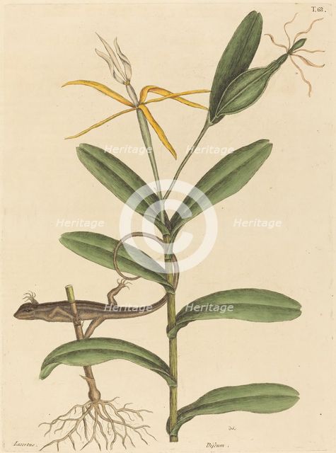 The Lyon Lizard (Lacerta 6-lineata), published 1731-1743. Creator: Mark Catesby.