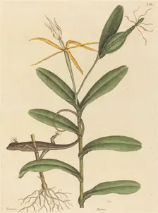 The Lyon Lizard (Lacerta 6-lineata), published 1731-1743. Creator: Mark Catesby