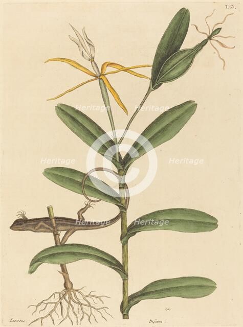 The Lyon Lizard (Lacerta 6-lineata), published 1731-1743. Creator: Mark Catesby.