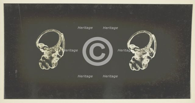 The Labyrinth of Animals; Including Mammals, Birds, Reptiles, & Amphibians - Vol. I, 1907; 1900/08. Creator: Unknown.
