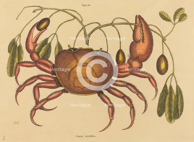 The Land-crab (Cancer ruricola), published 1731-1743. Creator: Mark Catesby.