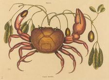 The Land-crab (Cancer ruricola), published 1731-1743. Creator: Mark Catesby