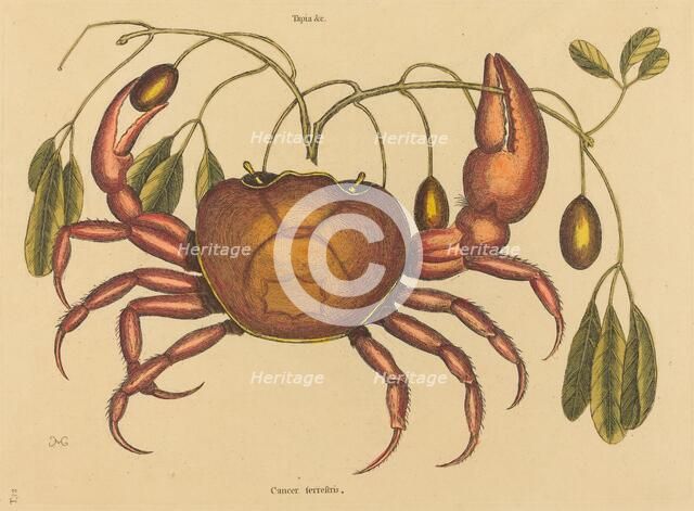 The Land-crab (Cancer ruricola), published 1731-1743. Creator: Mark Catesby.