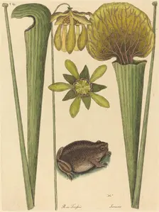 The Land Frog (Rana), published 1731-1743. Creator: Mark Catesby