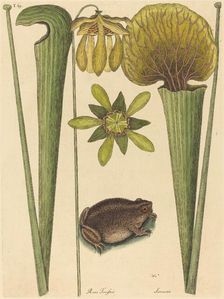 The Land Frog (Rana), published 1731-1743. Creator: Mark Catesby