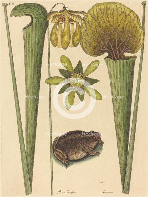 The Land Frog (Rana), published 1731-1743. Creator: Mark Catesby.