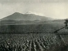 The Land of the Aztec Conquest: Maize Fields Near Esperanza, State of Puebla 1919. Creator: Unknown