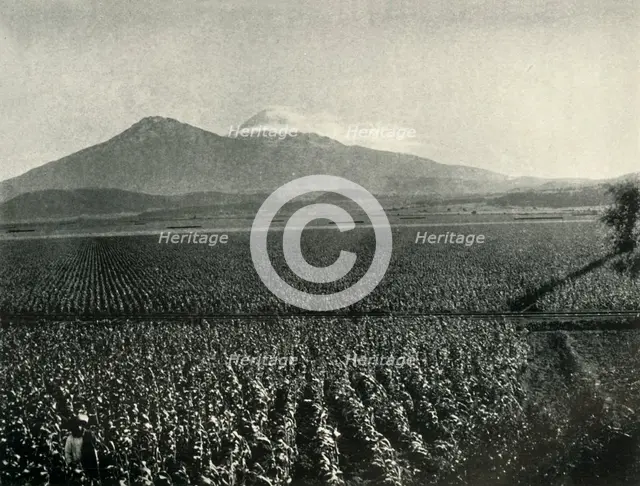 'The Land of the Aztec Conquest: Maize Fields Near Esperanza, State of Puebla', 1919. Creator: Unknown.