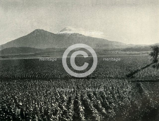 'The Land of the Aztec Conquest: Maize Fields Near Esperanza, State of Puebla', 1919. Creator: Unknown.
