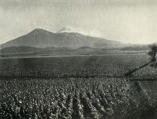 The Land of the Aztec Conquest: Maize Fields Near Esperanza, State of Puebla 1919. Creator: Unknown
