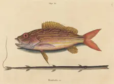 The Lane-snapper (Sparus synagris), published 1731-1743. Creator: Mark Catesby