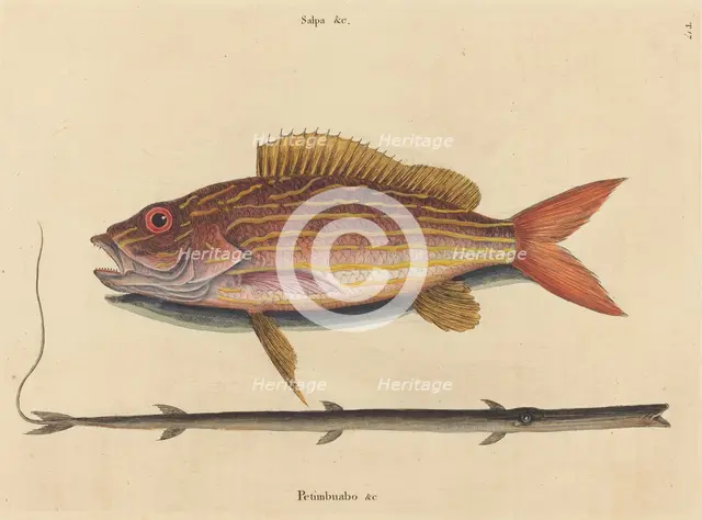 The Lane-snapper (Sparus synagris), published 1731-1743. Creator: Mark Catesby.
