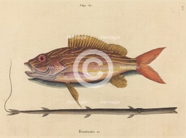 The Lane-snapper (Sparus synagris), published 1731-1743. Creator: Mark Catesby.