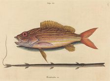 The Lane-snapper (Sparus synagris), published 1731-1743. Creator: Mark Catesby