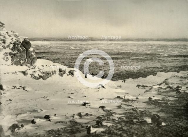 'The Last of the Penguins Just Before Their Migration in March', c1908, (1909).  Artist: Unknown.