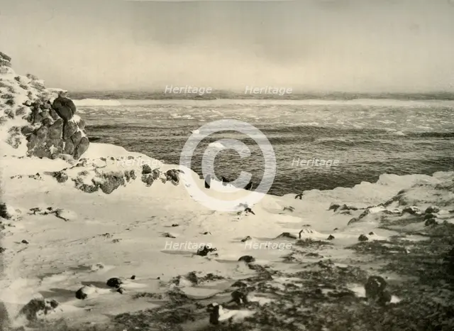 'The Last of the Penguins Just Before Their Migration in March', c1908, (1909).  Artist: Unknown.