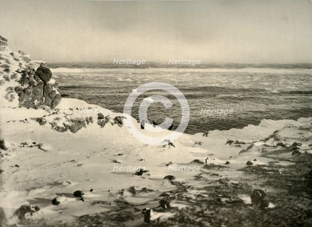 'The Last of the Penguins Just Before Their Migration in March', c1908, (1909).  Artist: Unknown.