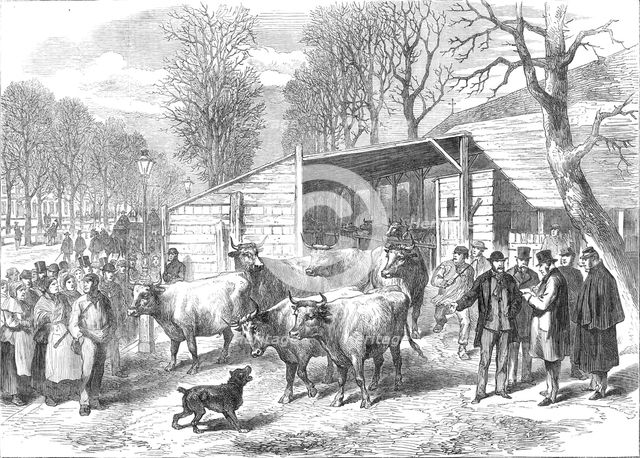 The last oxen in Paris (sketch by balloon post), 1871. Creator: Unknown.