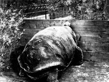 The last surviving Galapagan Tortoise, 1898. Creator: Unknown
